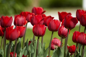 redtulip-2313313_1920-59f25fa203f40200100ac3f1